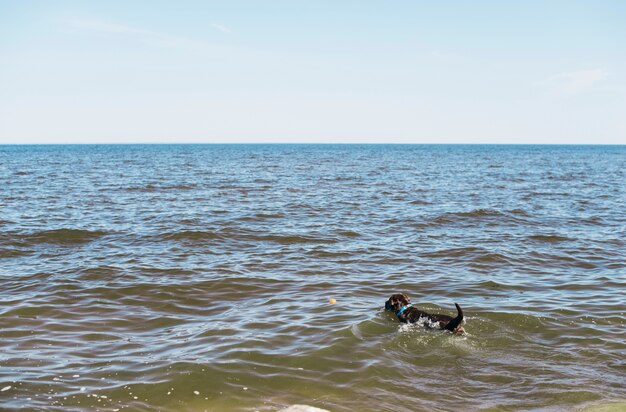 Cane nero divertendosi in spiaggia
