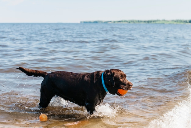 Cane nero divertendosi in spiaggia