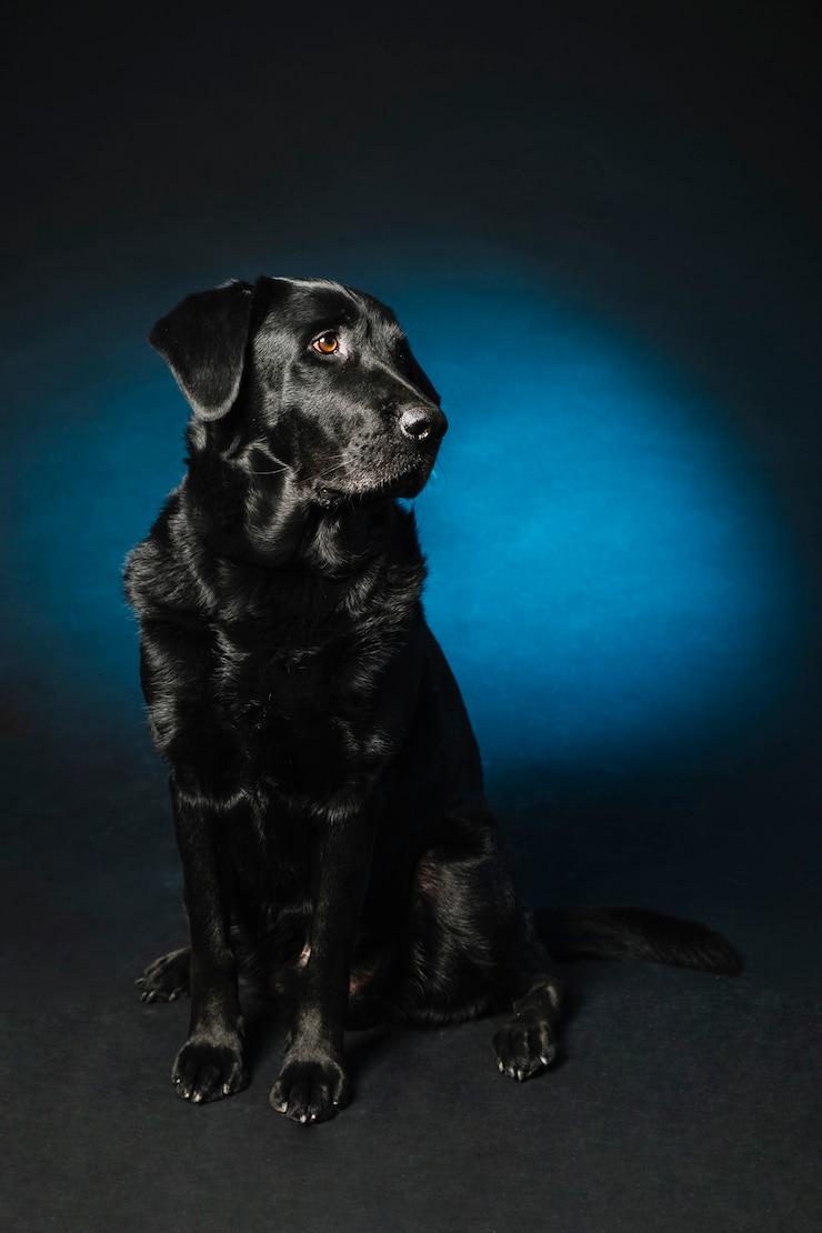 Foto gratuito cane nero obbediente