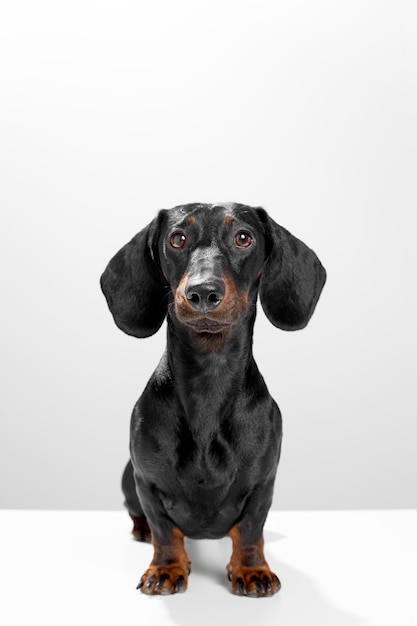 Cane salsiccia o cane weiner seduto dritto e guardando dritto Naso bagnato e gambe corte Formazione e obbedienza concetto di cane Sfondo bianco studio fotografico immagine