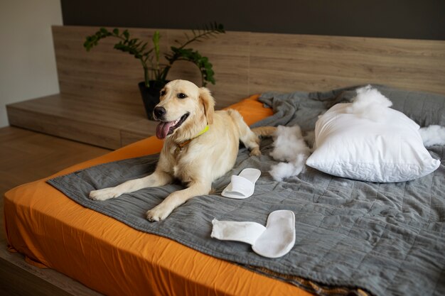 Cane sdraiato a letto dopo aver morso il cuscino