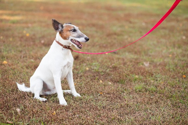 Cane seduto nel parco con guinzaglio