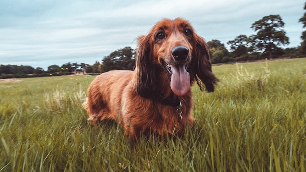 Cane setter irlandese divertente sveglio che corre in un campo erboso con la lingua fuori