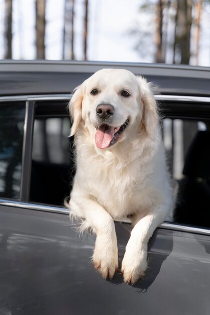 Cane sorridente ad angolo basso in macchina