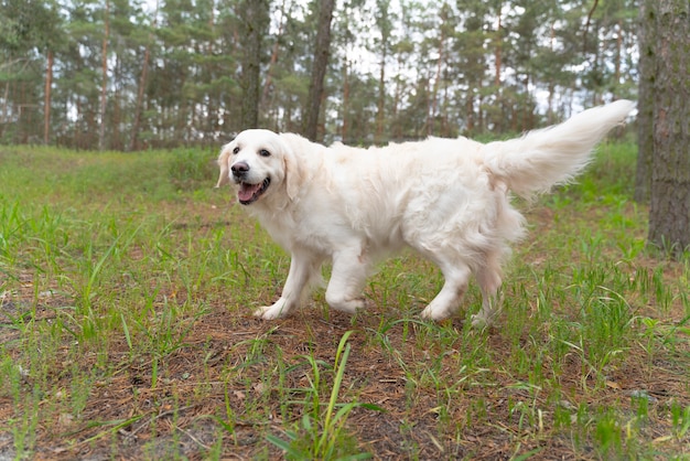 Cane sorridente che cammina all'aperto