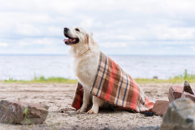 Cane sorridente coperto con una coperta