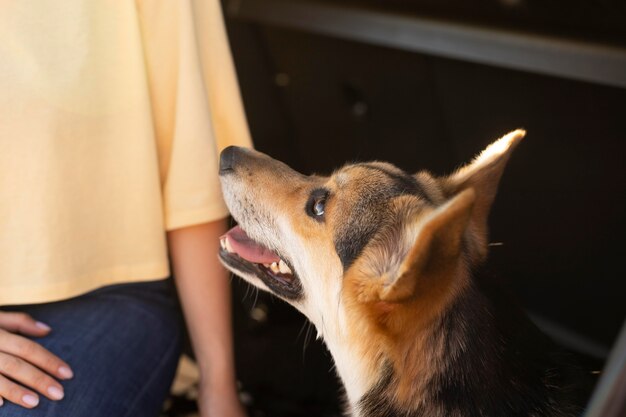 Cane sorridente seduto nel bagagliaio dell'auto da vicino