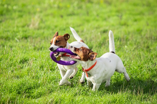 Cane sportivo che si esibisce durante il corso di esca in competizione