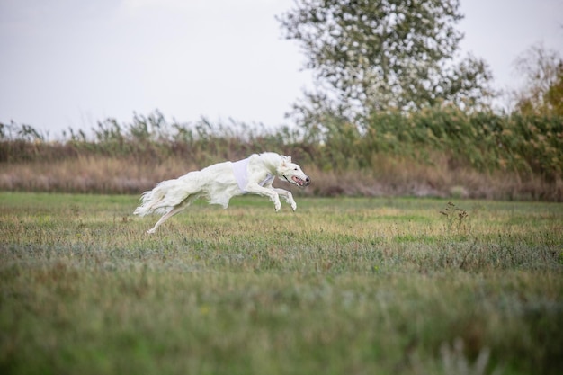 Cane sportivo che si esibisce durante il corso di esca in competizione