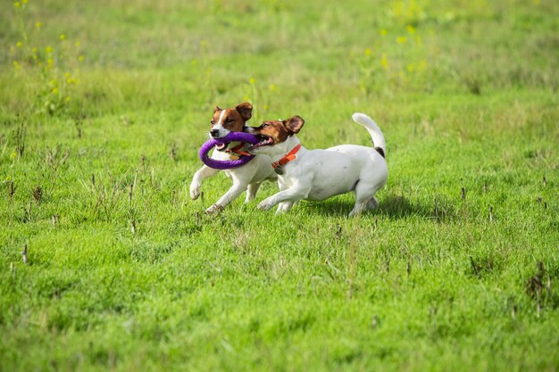 Cane sportivo che si esibisce durante il coursing con esca in competizione.