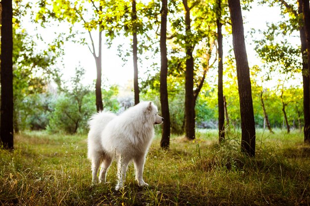 Cane sveglio bianco che cammina nel parco al tramonto.