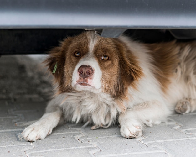 Cane sveglio che si siede sotto la macchina all'aperto