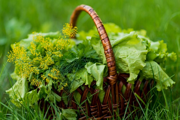 Canestro della lattuga su erba verde