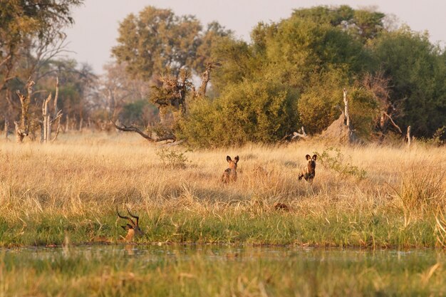 Cani Selvatici a caccia di impala disperati