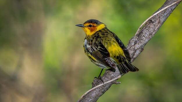 Cape May Warbler