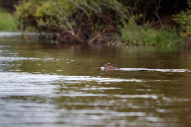 capibara nell'habitat naturale del pantanal settentrionale