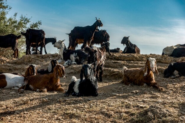 Capra che coltiva nel Ragiastan, India