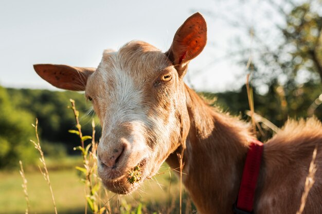 Capra che guarda il primo piano della macchina fotografica