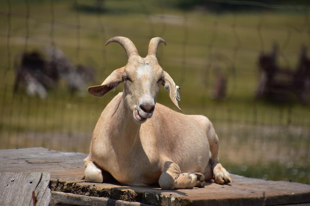 Capra che mastica mentre si riposa al sole