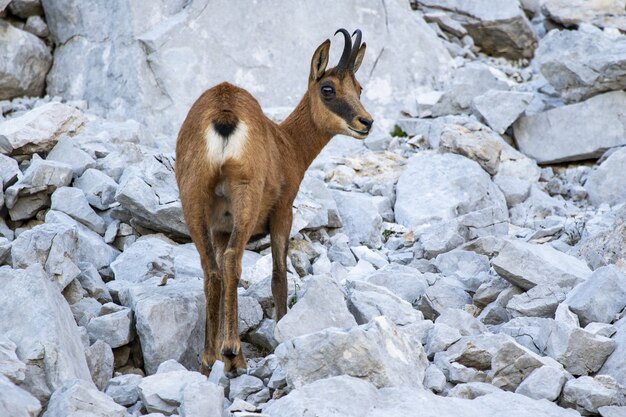 Capra selvatica marrone sveglia che cammina sulle rocce