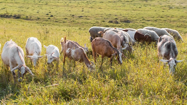 Capre a terra con erba che mangia