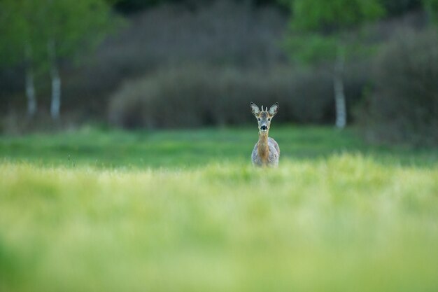 capriolo nella natura magica bella fauna selvatica europea animale selvatico nell'habitat naturale