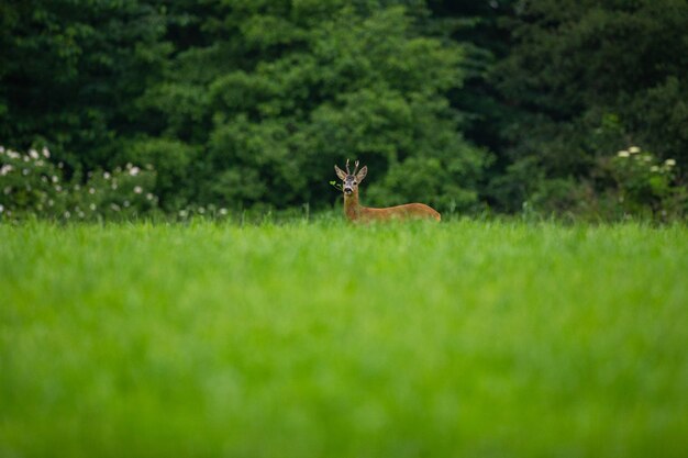 capriolo nella natura magica bella fauna selvatica europea animale selvatico nell'habitat naturale