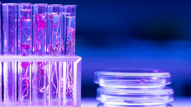 Capsule di Petri e provette nel laboratorio di biotecnologia