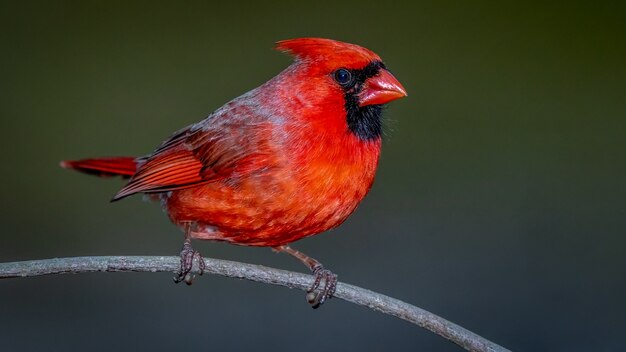 Cardinale settentrionale