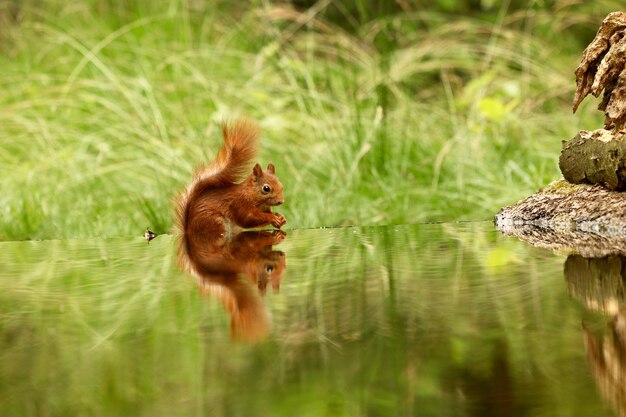 Carino acqua potabile scoiattolo da un lago in una foresta