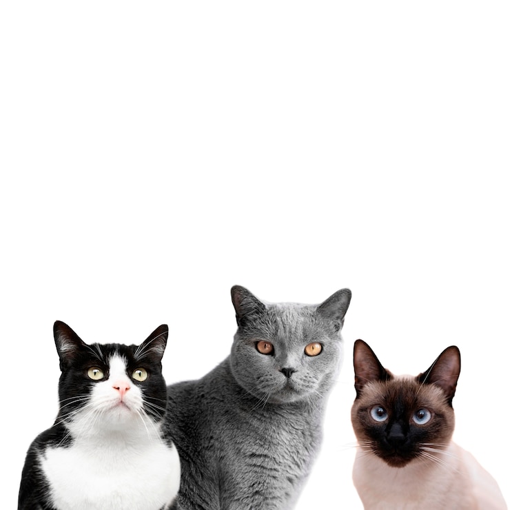 Foto gratuito carino animale domestico collage isolato
