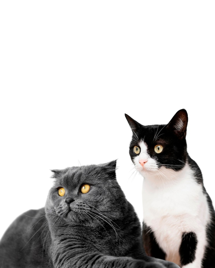 Foto gratuito carino animale domestico collage isolato