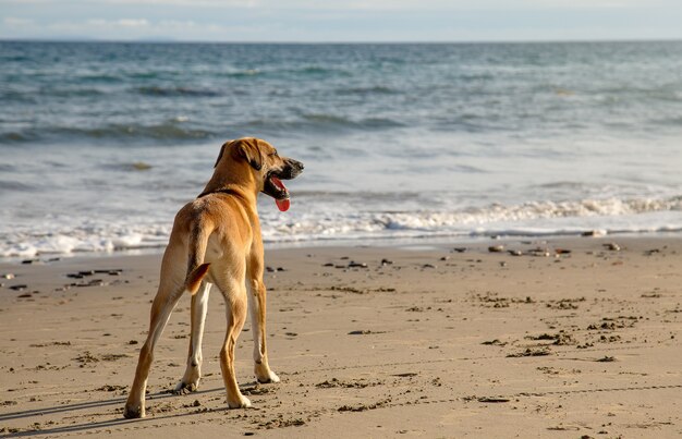 Carino Black Mouth Cur cane in piedi sulla spiaggia di sabbia dal bellissimo oceano in una giornata di sole
