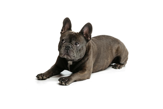 Carino Bulldog francese sdraiato sul pavimento in posa isolato su sfondo bianco per studio Concetto di animale domestico