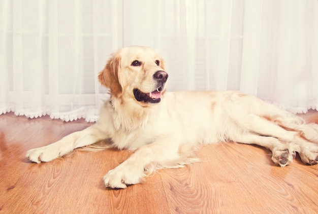 Carino cane retriever d'oro.