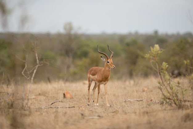 Carino cervo dalla coda bianca in esecuzione in un campo di bush