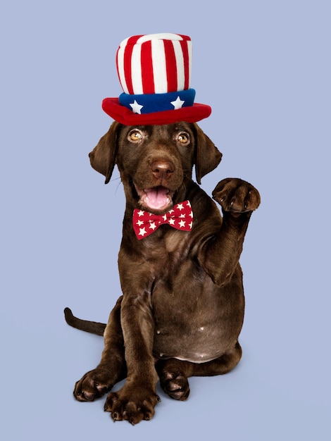 Carino cioccolato Labrador Retriever in cappello Uncle Sam e farfallino