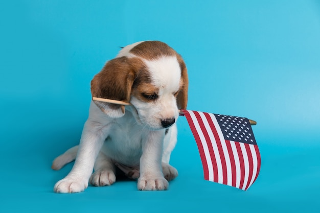 Carino di beagle cucciolo intelligente con bandiera americana in bocca