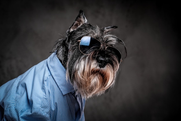 Carino terrier scozzese alla moda che indossa una camicia blu e occhiali da sole su sfondo grigio.