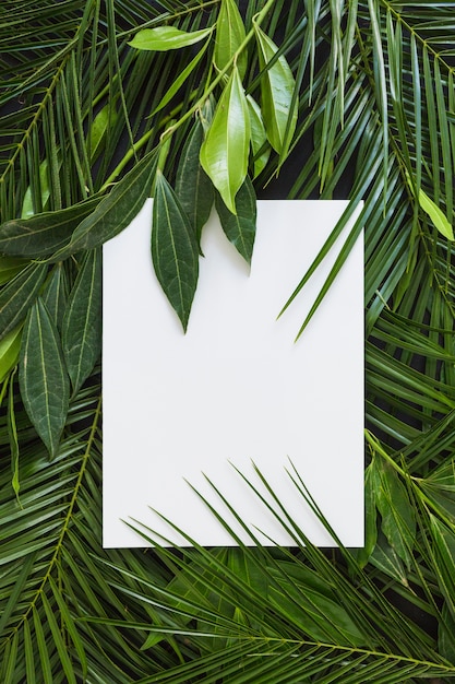 Carta bianca bianca sullo sfondo di foglie verdi fresche
