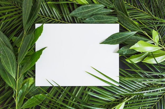 Carta bianca su sfondo di foglie verdi
