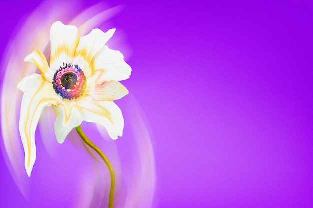 Carta da parati estetica viola, fiore di anemone bianco trippy disegno astratto