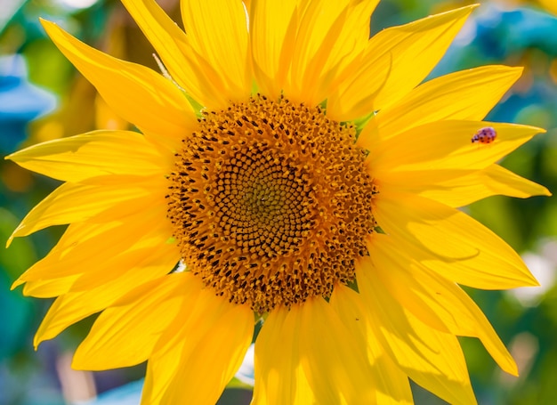 Carta da parati scenica con un primo piano di girasole contro sfondo verde con fiori. Grandi girasoli bellissimi all&#39;aperto.