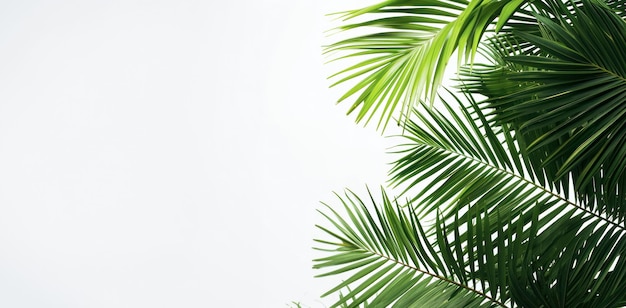 Cartolina per Pasqua e Domenica delle Palme foglie di palma disposte su uno sfondo di vecchio intonaco con spazio