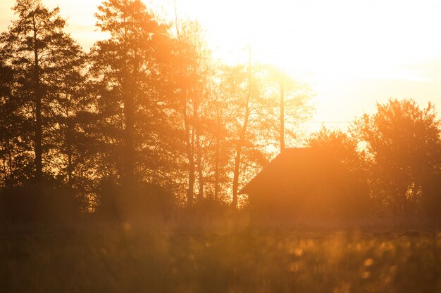 Casa con alberi ad alto fusto e bel sole