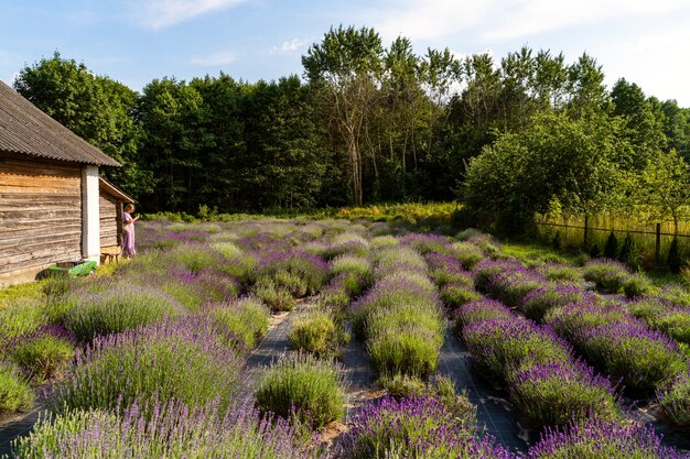 Casa d'epoca e campo di lavanda