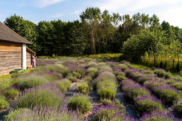 Casa d'epoca e campo di lavanda