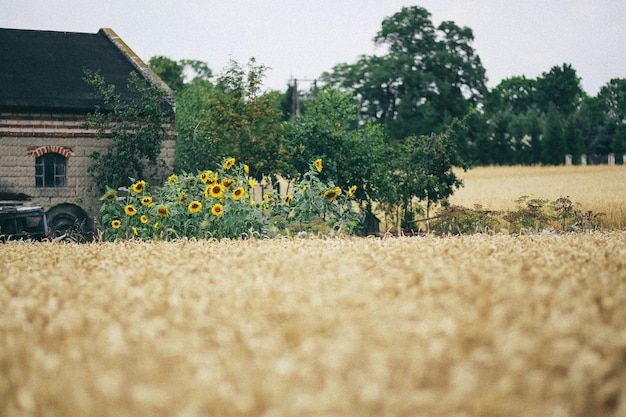 Casa di campagna con paglia secca