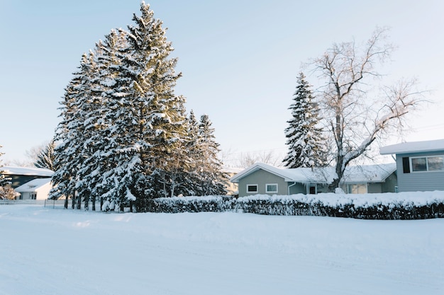 Case con alberi di pino in inverno