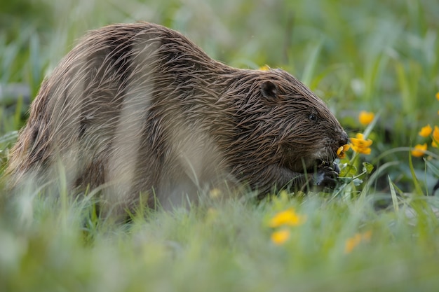 castoro europeo selvatico nel bellissimo habitat naturale della repubblica ceca